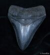 Near Flawless Inch Black Megalodon Tooth #2214-1